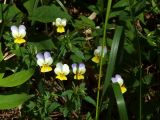 Viola tricolor