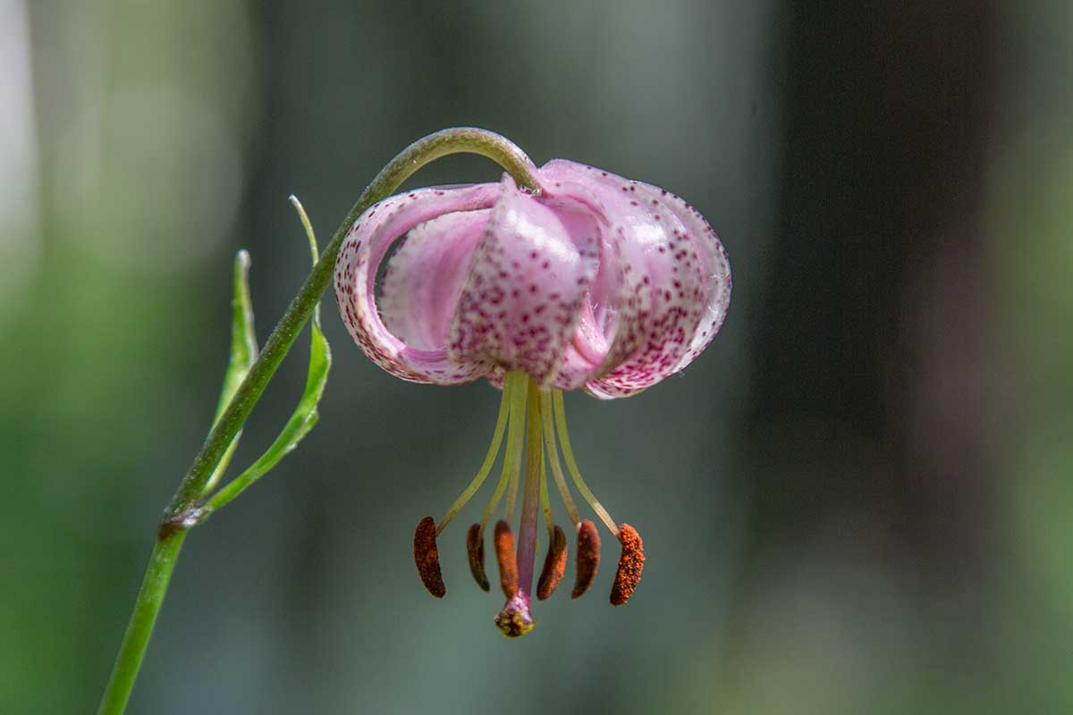 Изображение особи Lilium pilosiusculum.