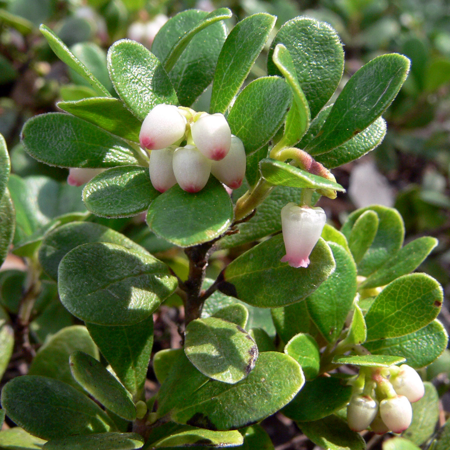 Image of Arctostaphylos uva-ursi specimen.