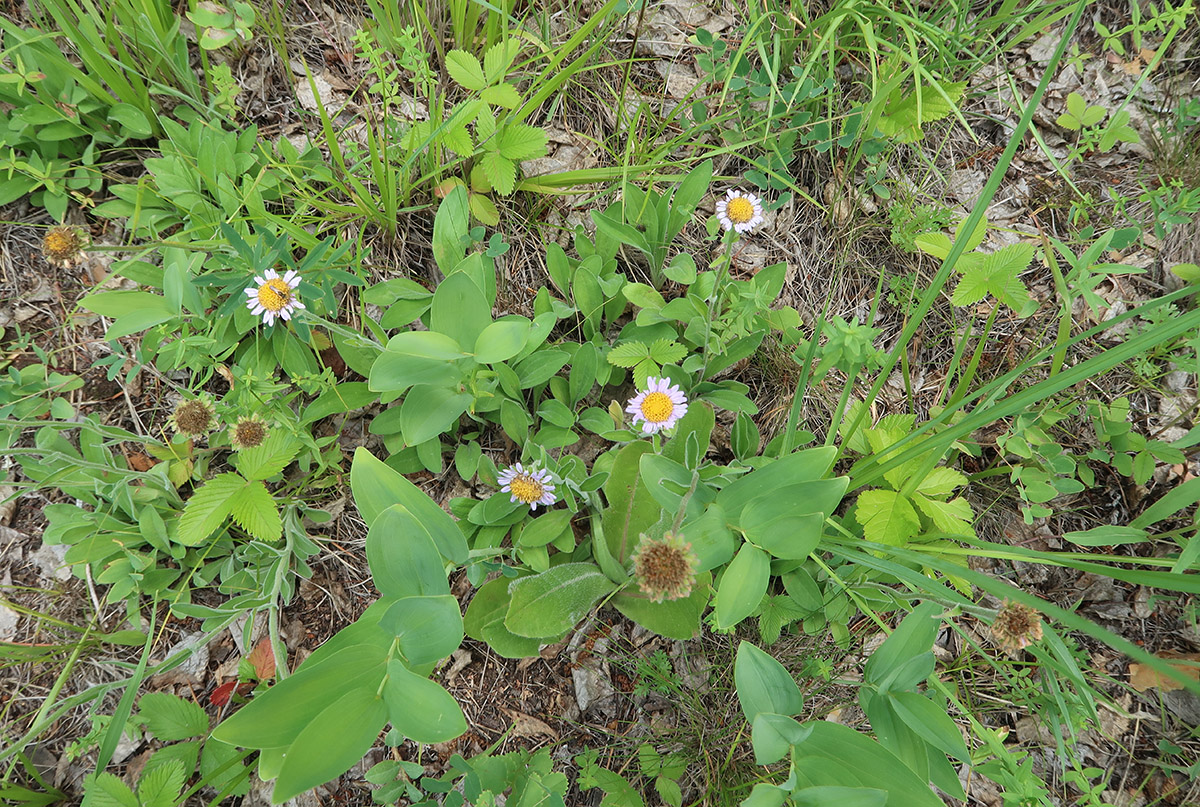 Изображение особи Aster alpinus.