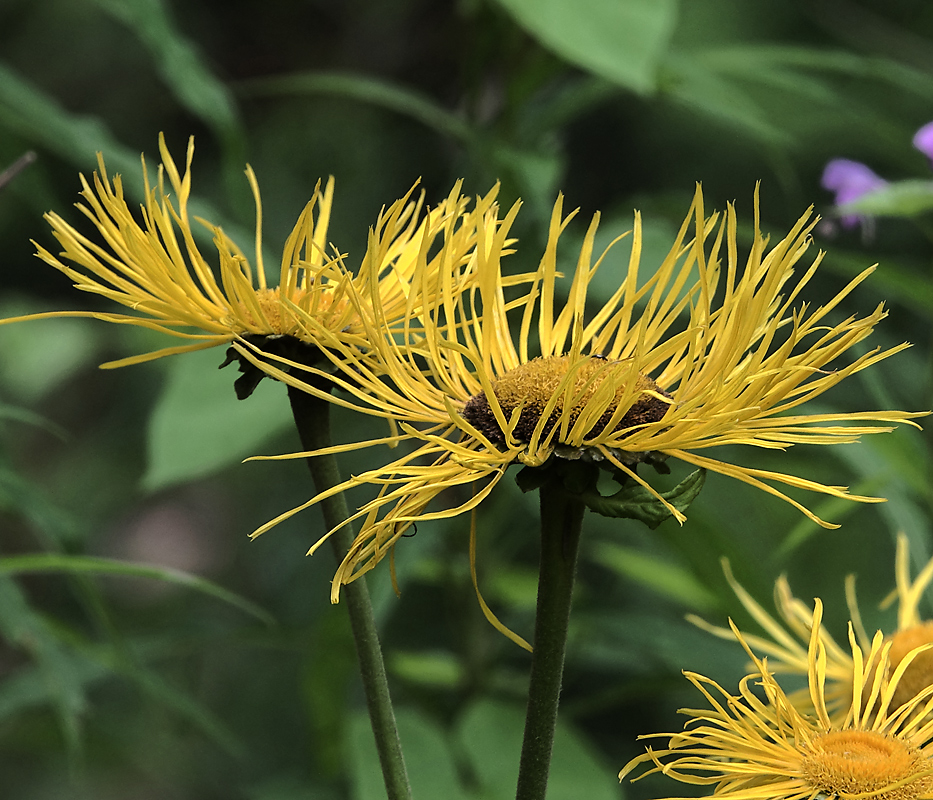 Image of Telekia speciosa specimen.