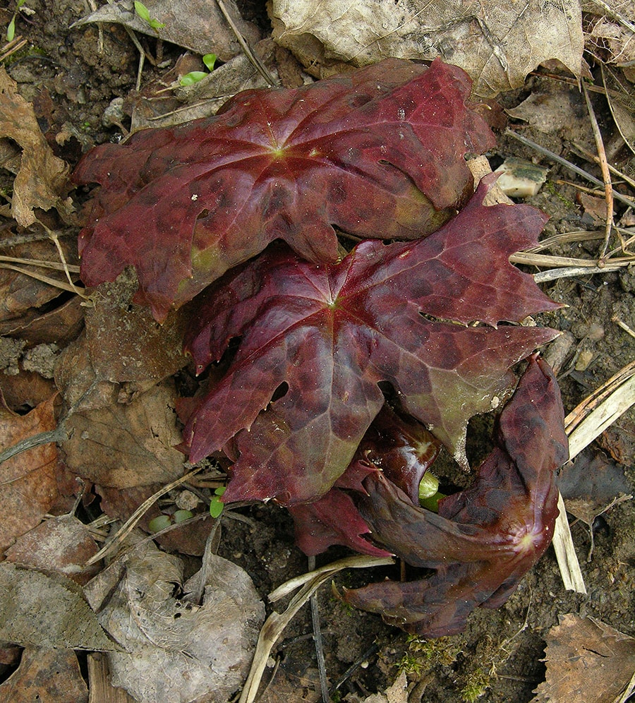 Image of Dysosma delavayi specimen.