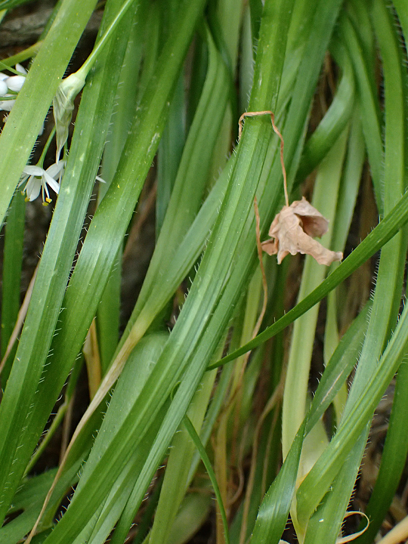 Image of Allium subhirsutum specimen.