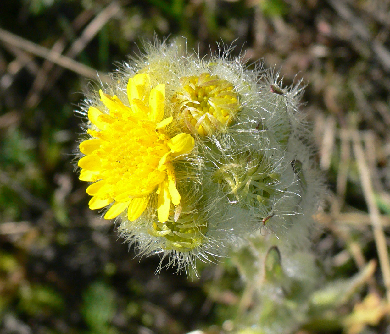 Изображение особи Tephroseris palustris.