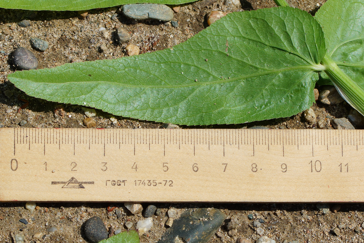 Image of Sium latifolium specimen.