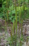 Equisetum telmateia. Вегетативные и генеративные побеги. Северная Осетия, север Осетинской равнины, правобережье р. Урсдон. 09.05.2010.