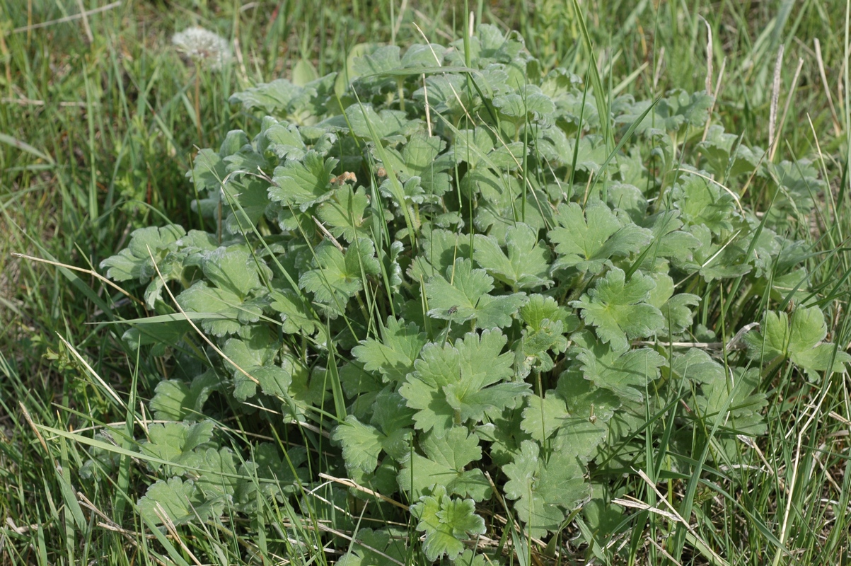 Image of familia Ranunculaceae specimen.