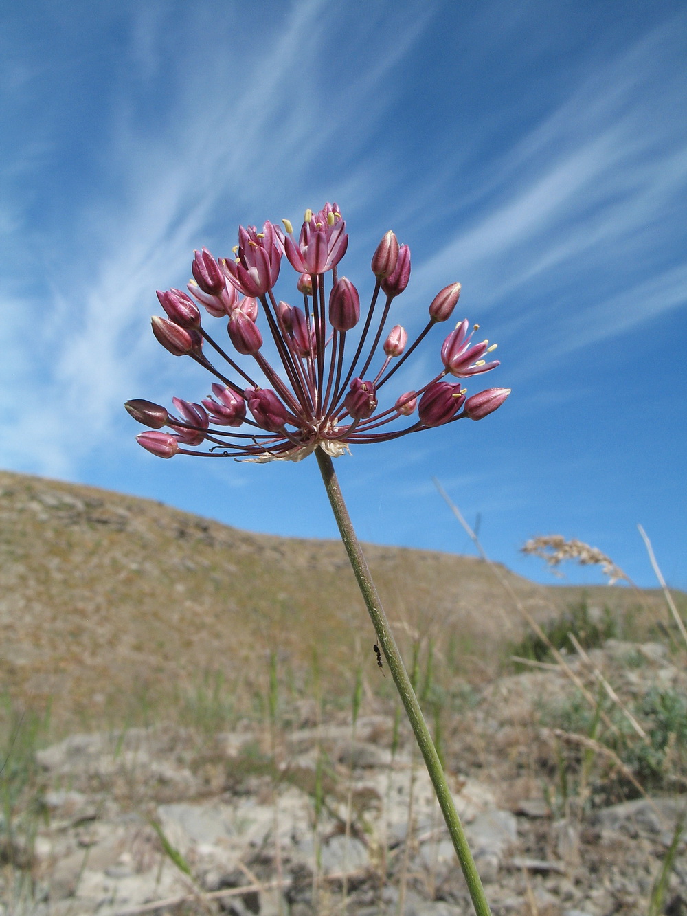 Image of Allium trachyscordum specimen.