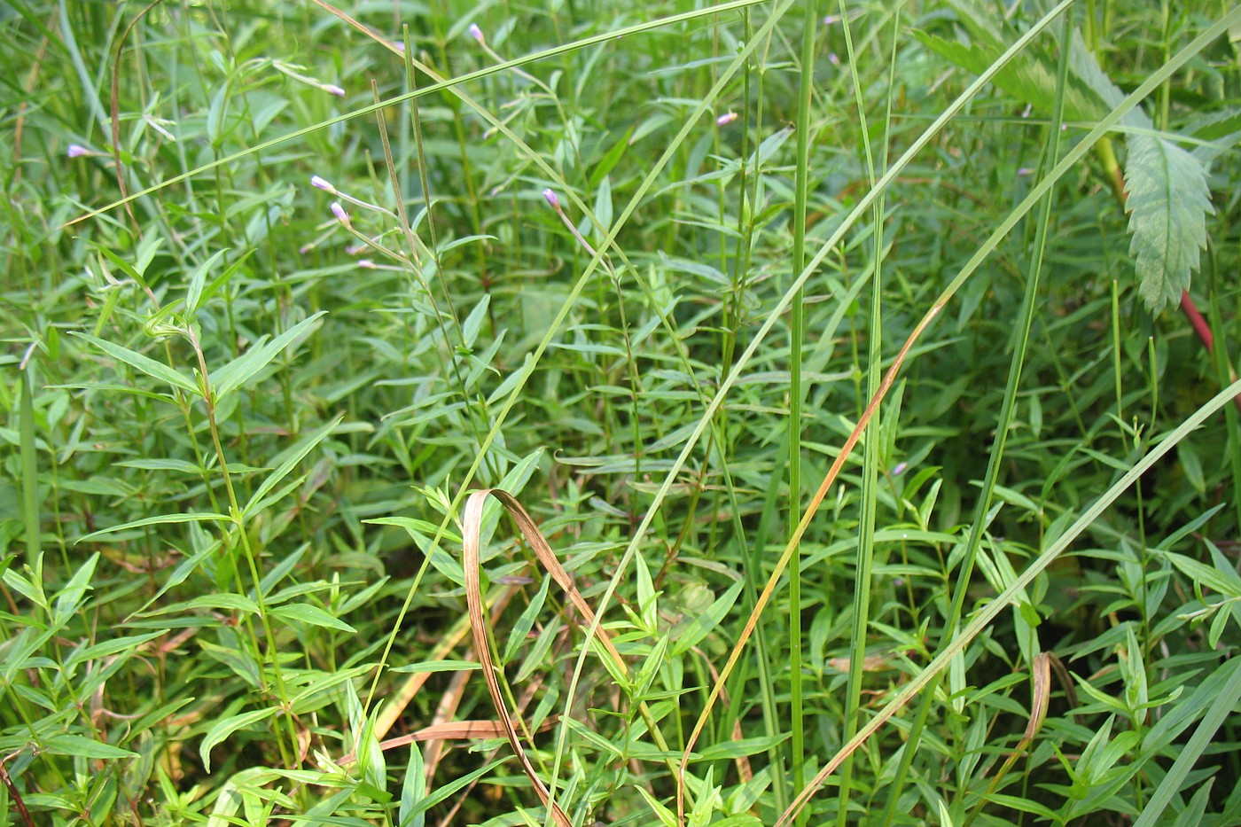 Image of Epilobium palustre specimen.