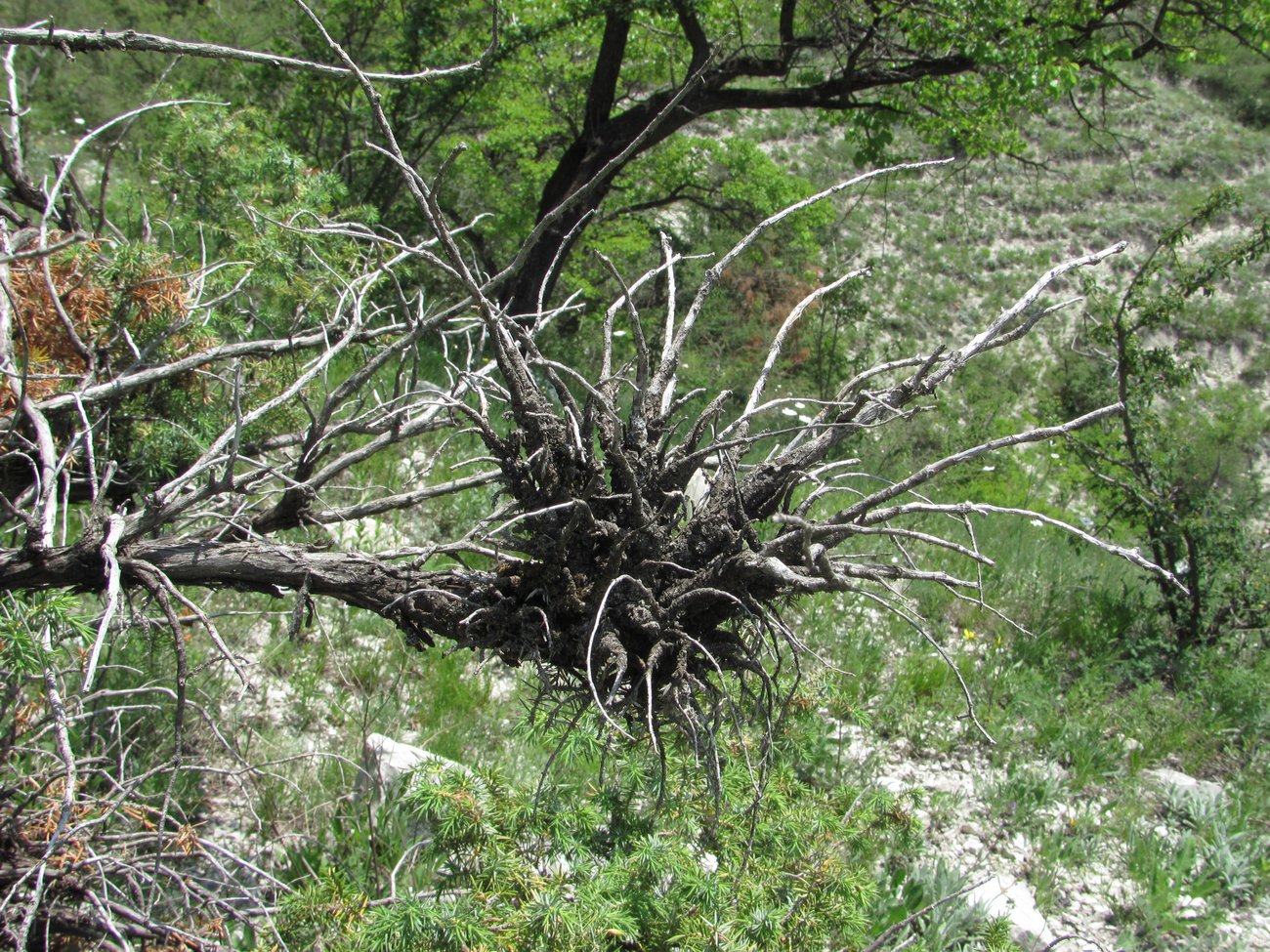 Image of Juniperus oblonga specimen.