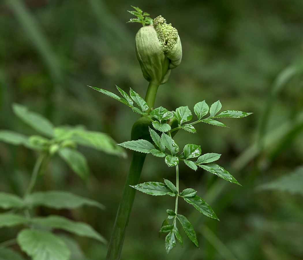 Изображение особи Angelica sylvestris.