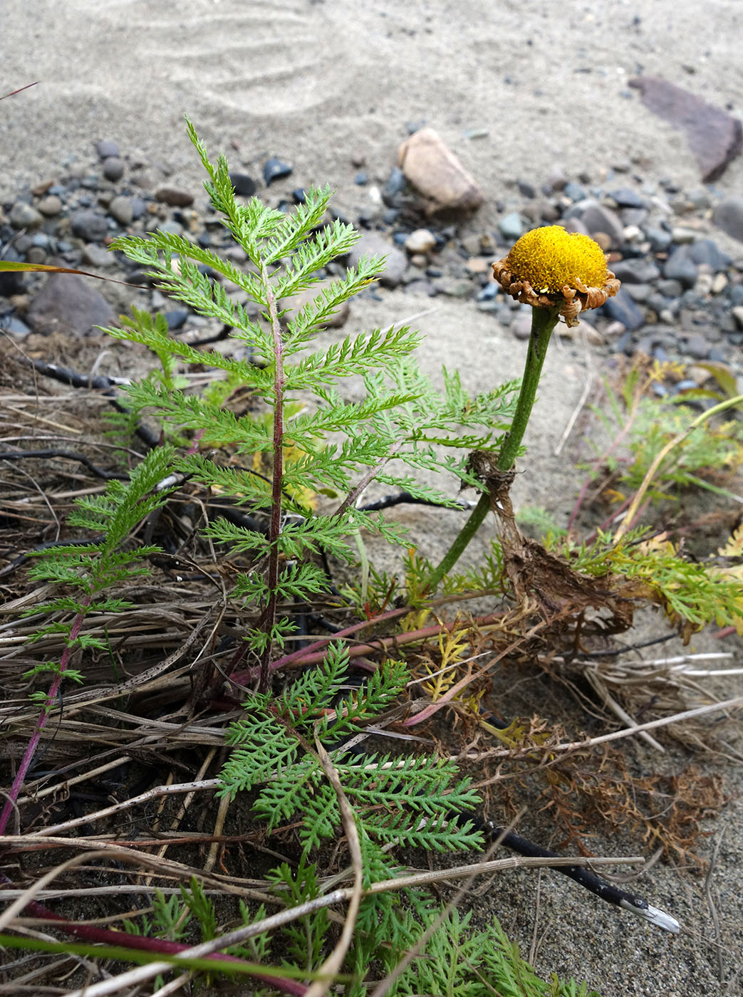 Image of Tanacetum bipinnatum specimen.