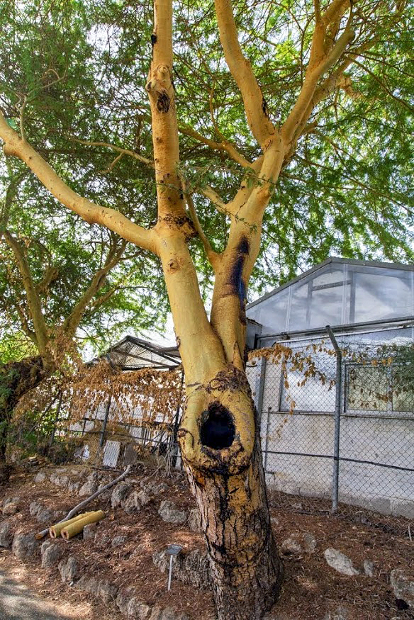 Изображение особи Vachellia xanthophloea.