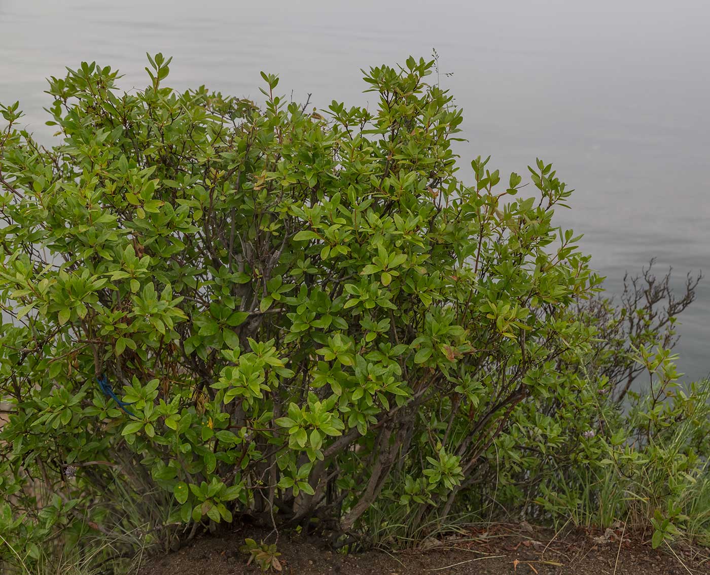 Image of Rhododendron dauricum specimen.