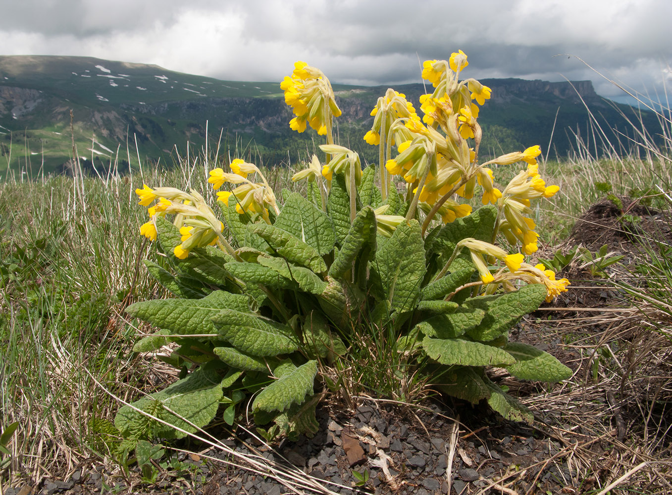 Image of Primula macrocalyx specimen.