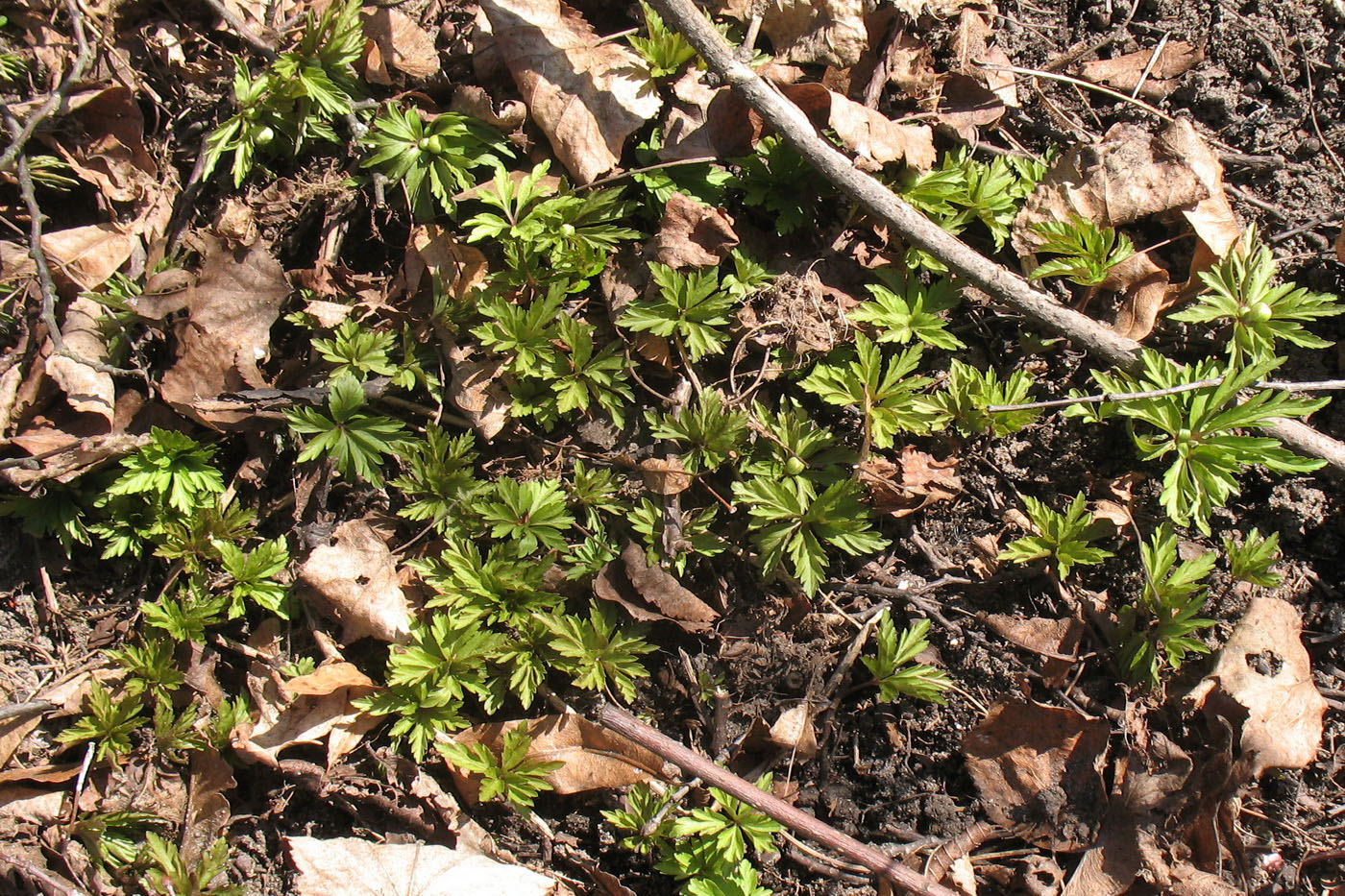 Изображение особи Anemone ranunculoides.