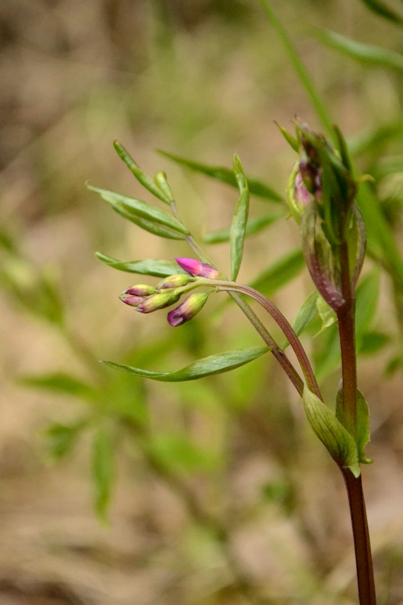 Image of Lathyrus vernus specimen.