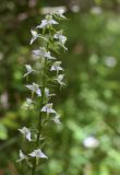 Platanthera bifolia