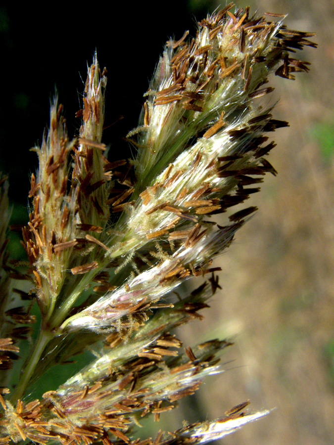 Image of Erianthus ravennae specimen.