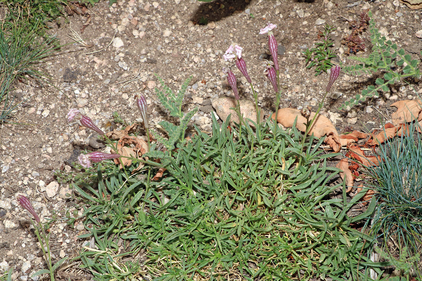 Image of Silene kuschakewiczii specimen.