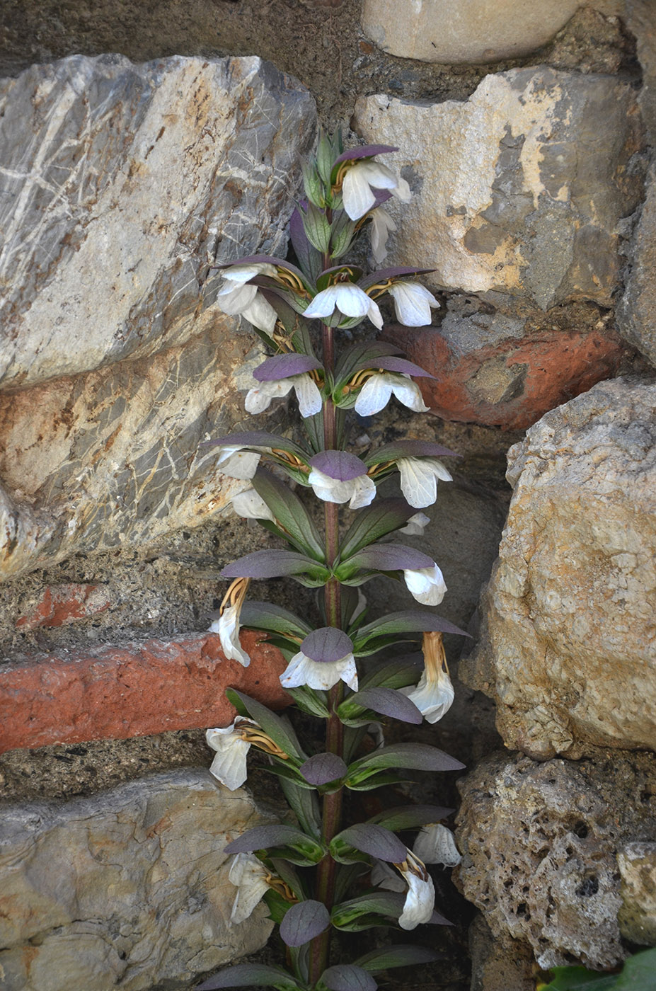 Изображение особи Acanthus mollis.