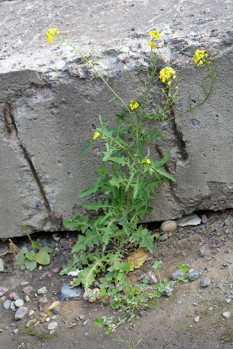 Image of Sisymbrium loeselii specimen.