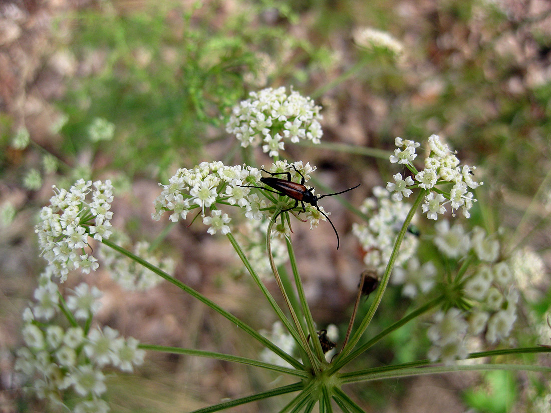 Изображение особи Peucedanum oreoselinum.