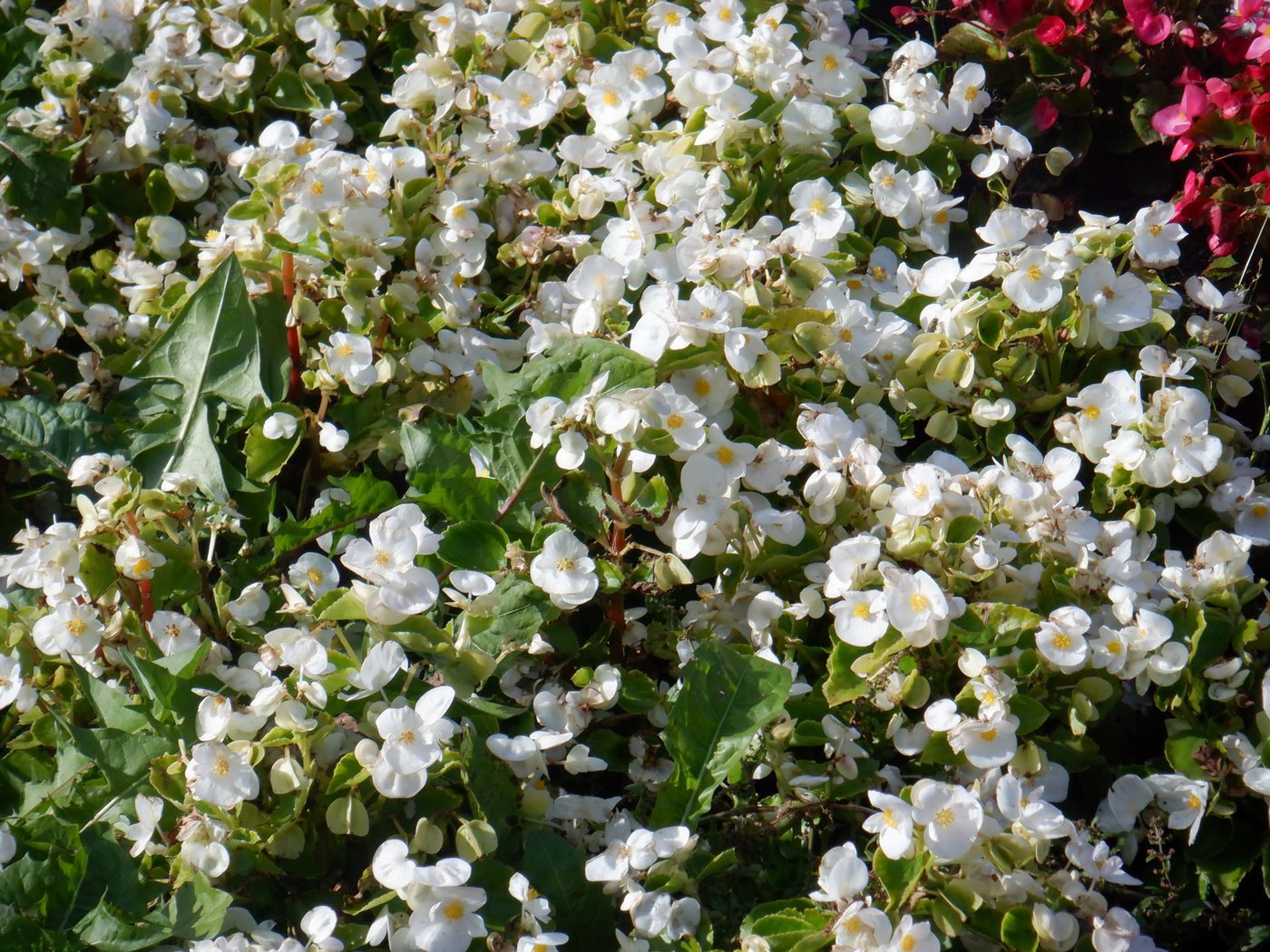 Image of Begonia &times; hortensis specimen.