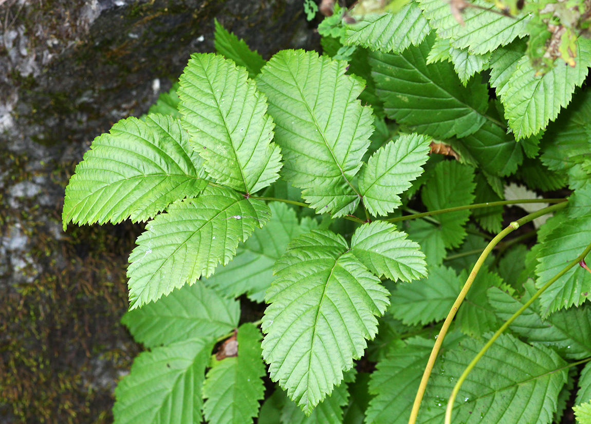 Image of Aruncus parvulus specimen.