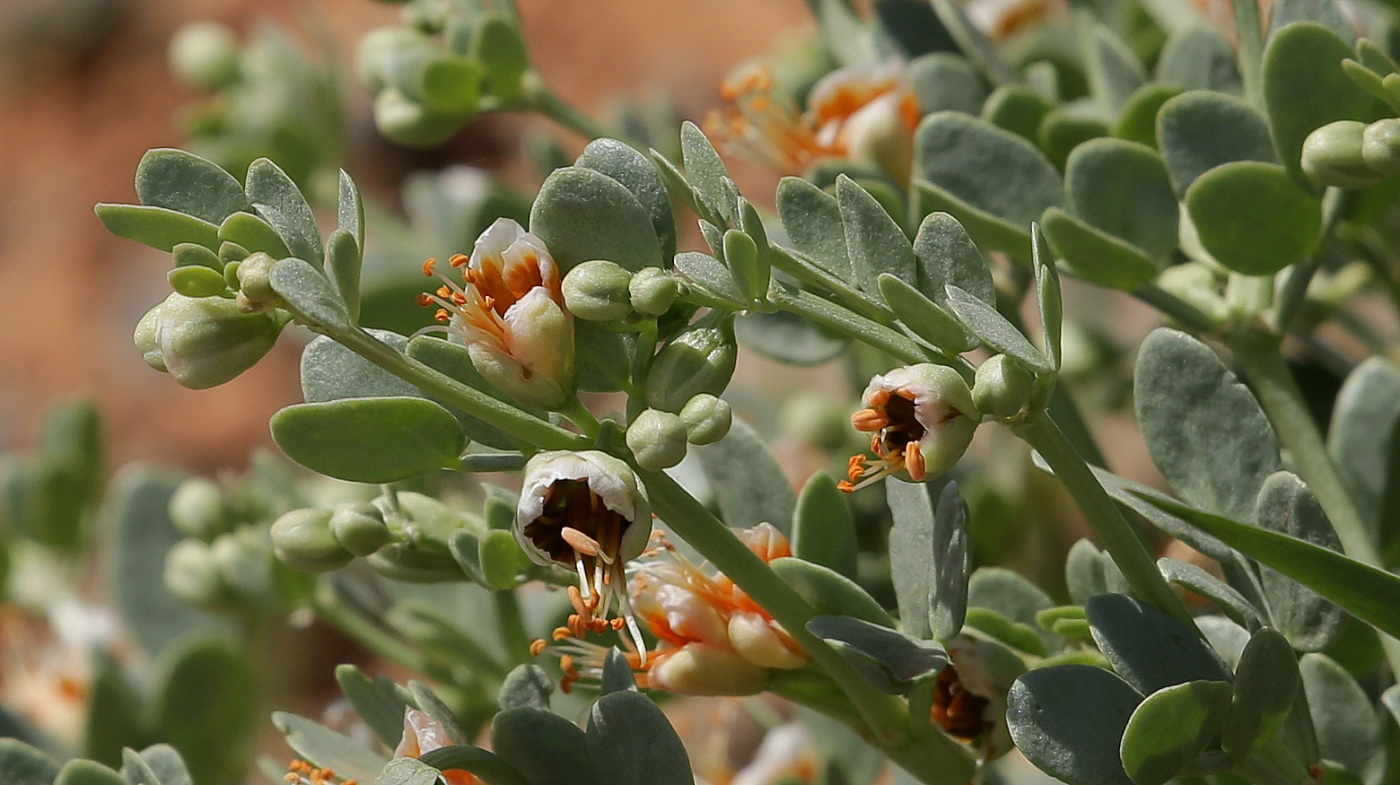 Zygophyllum xanthoxylon