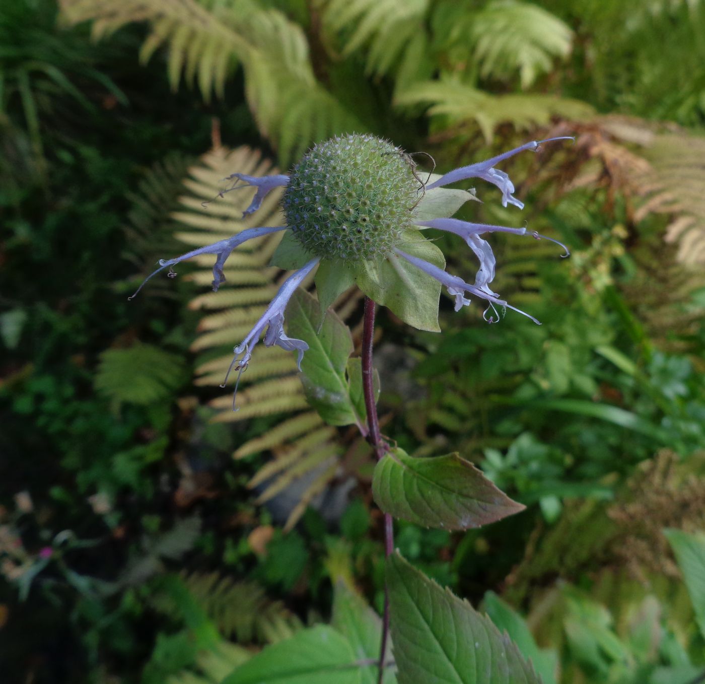 Image of Monarda fistulosa specimen.