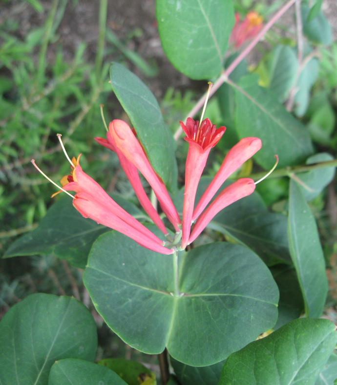 Image of Lonicera × brownii specimen.