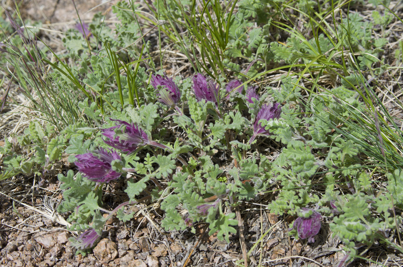 Изображение особи Dracocephalum pinnatum.