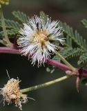 Mimosa aculeaticarpa