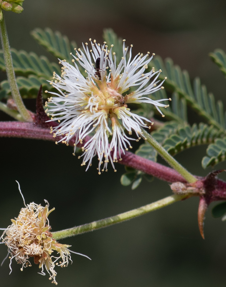 Image of Mimosa aculeaticarpa specimen.