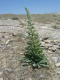 Echium biebersteinii