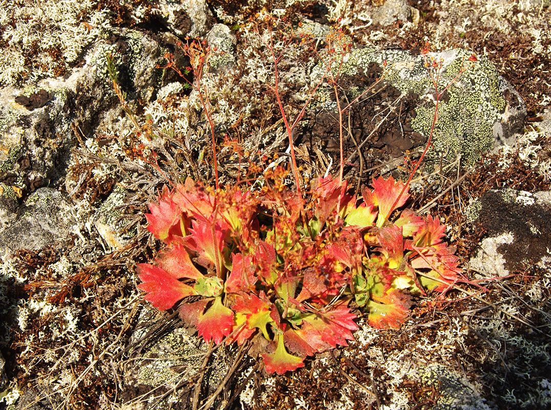 Изображение особи род Saxifraga.