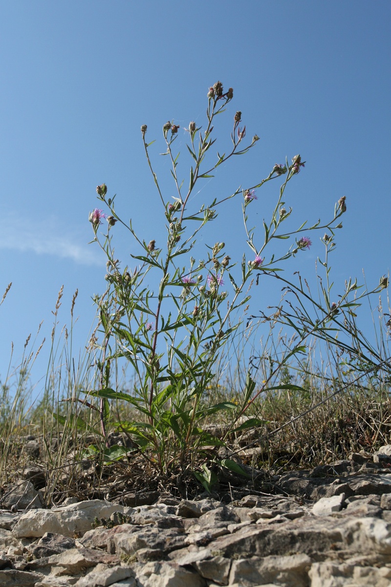 Изображение особи Centaurea jacea.