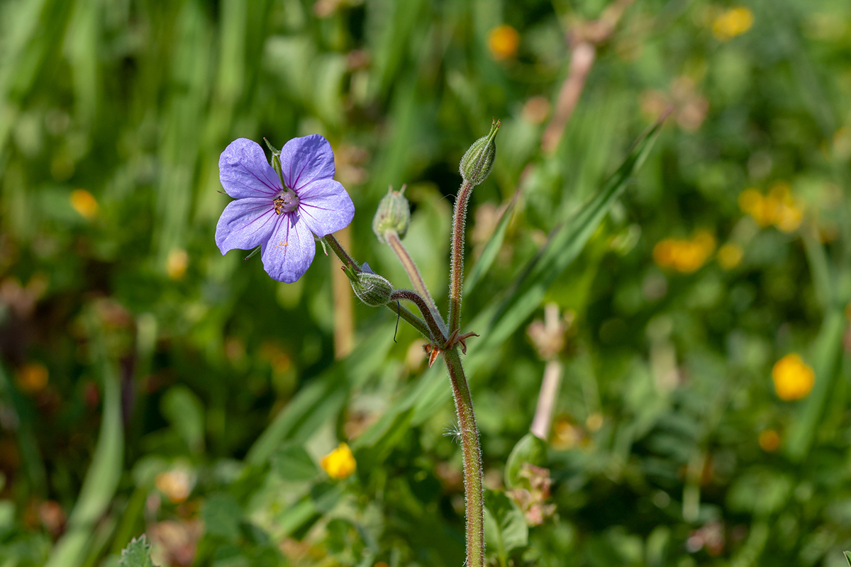 Image of Erodium ciconium specimen.