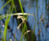 Eriophorum angustifolium