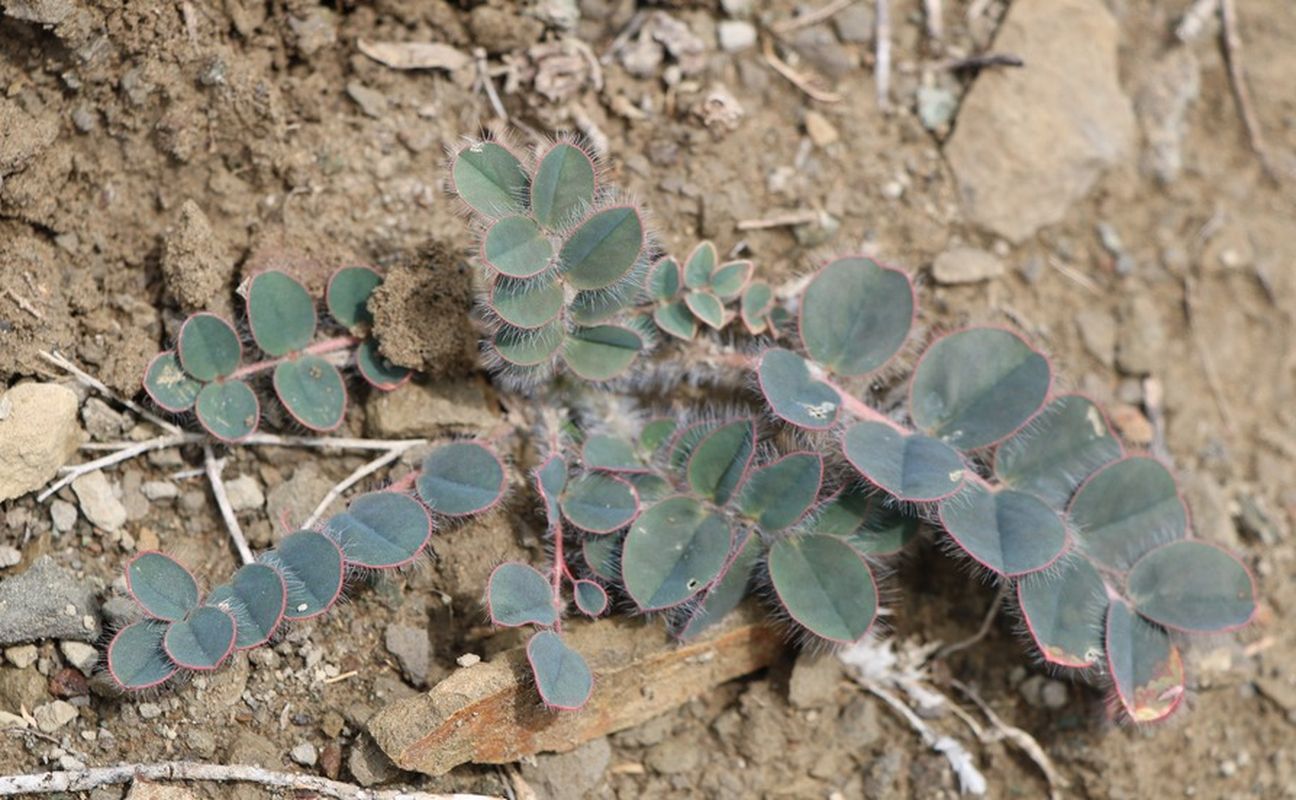 Изображение особи Astragalus fabaceus.