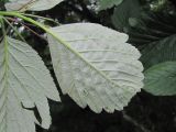 Sorbus caucasica