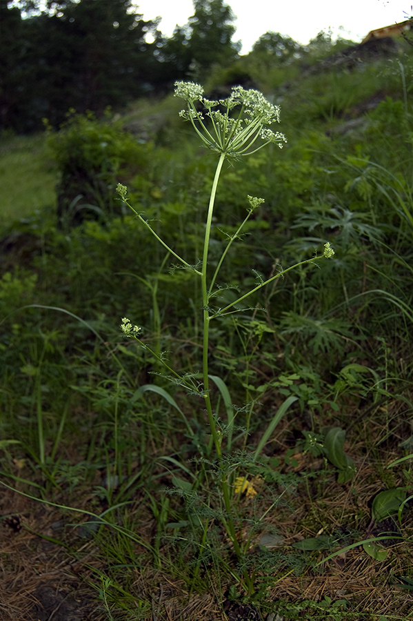 Image of Aulacospermum anomalum specimen.