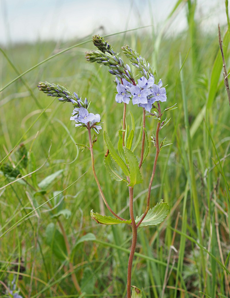 Image of Veronica prostrata specimen.