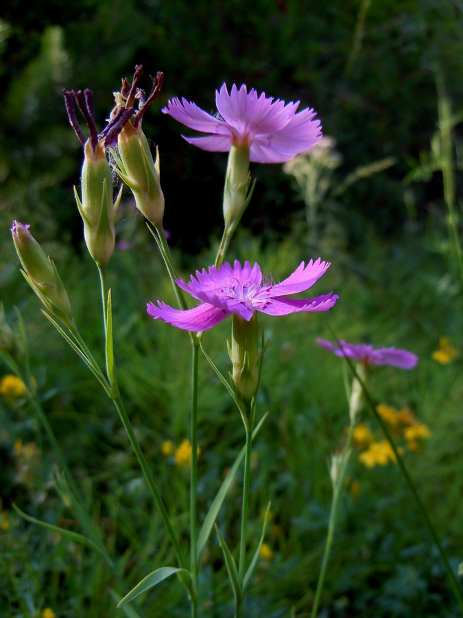 Image of Dianthus pratensis specimen.