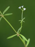 Galium trifidum. Часть побега с соцветием. Приморский край, Ольгинский р-н, окр. пгт Ольга, устье р. Аввакумовка на левом берегу, на травяном болоте с преобладанием Сarex meyeriana. 04.07.2022.