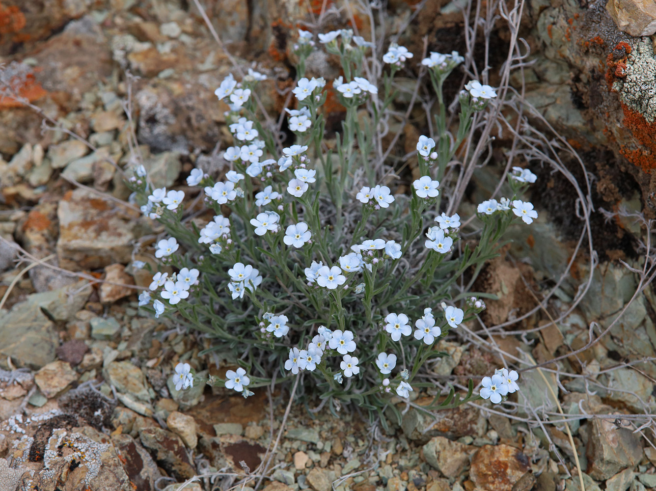 Image of Eritrichium pulviniforme specimen.