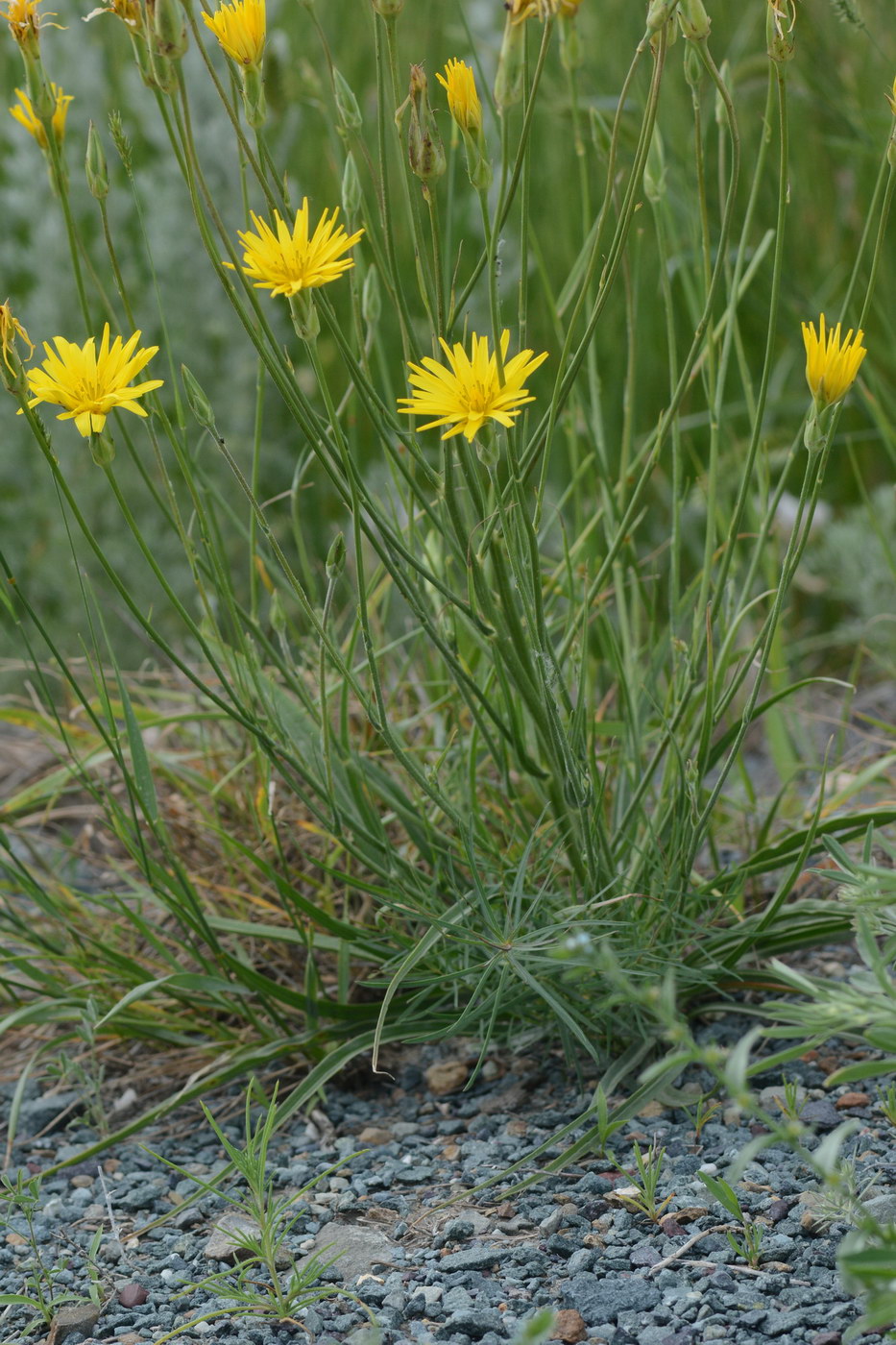 Изображение особи Scorzonera stricta.