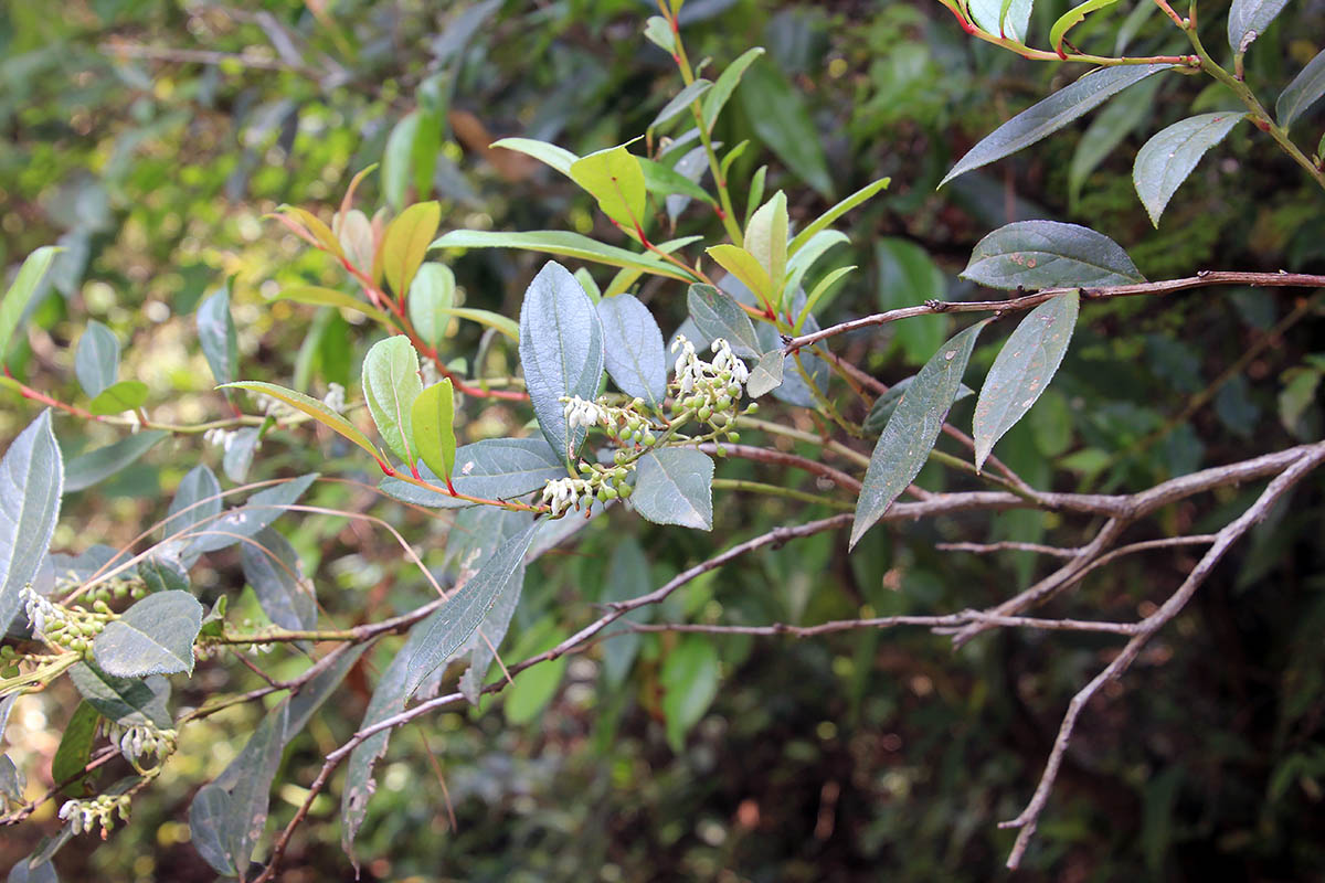 Изображение особи Leucothoe axillaris.