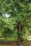 Podocarpus macrophyllus. Нижняя часть растения. Абхазия, г. Сухум, Сухумский ботанический сад. 25.09.2022.